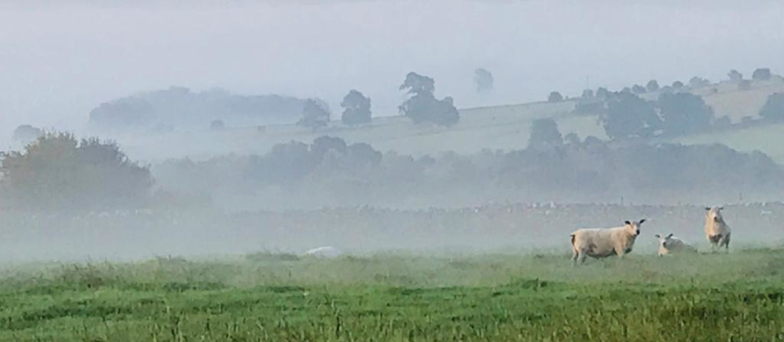 sheep in the morning mist